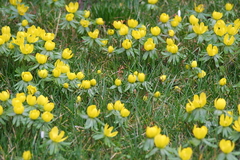 Winterling (Eranthis hyemalis): Gelbe Frhlingsblher. Februar Frhlingsanfang im Garten.